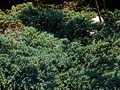 Juniperus squamata Blue Carpet IMG_0193 Jałowiec łuskowaty
